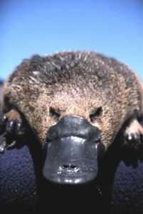 Platypus Platypus (Ornitorhynchus anatinus)