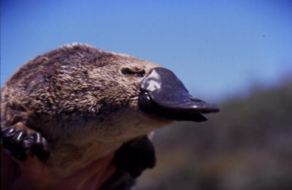 The Twilight Saga: Duck-billed Platypuses are Shift Workers