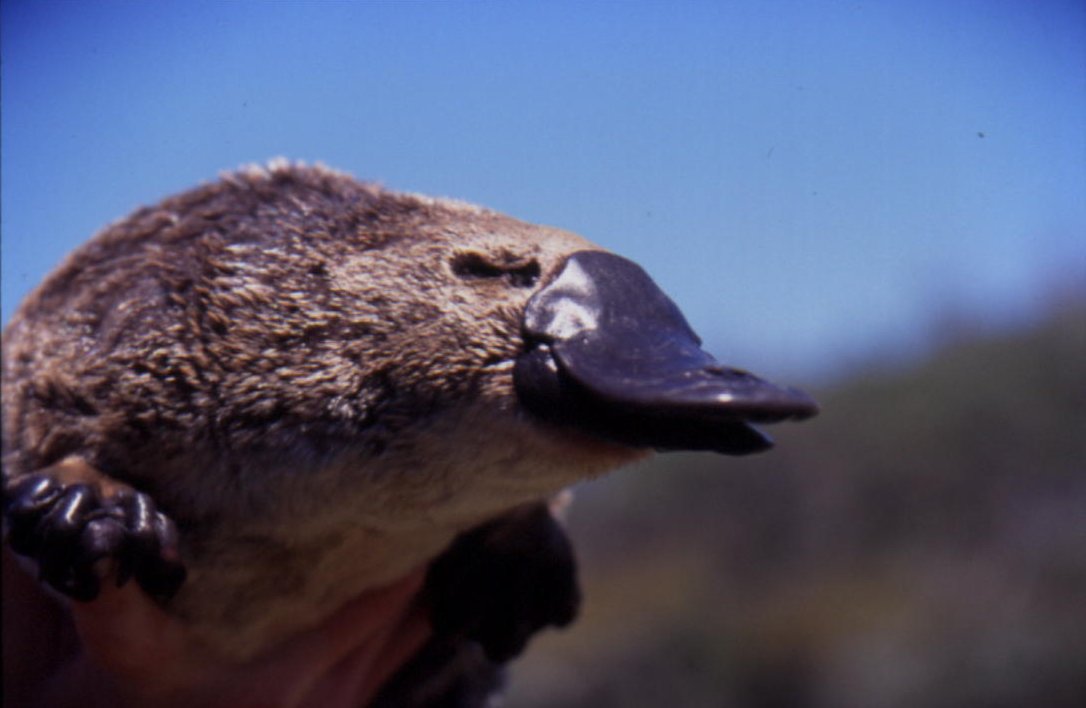 The Twilight Saga: Duck-billed Platypuses are Shift Workers
