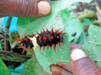 Papua New Guinea’s Royal Trophy: Are Collectors Key to Saving Giant Butterfly?