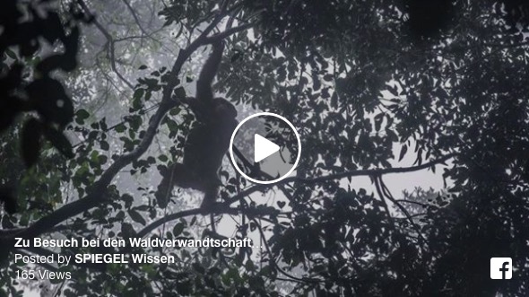 Video: Waldverwandtschaften