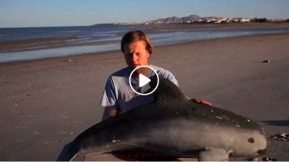 Video: Requiem für die Vaquita